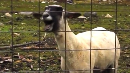 Ces chèvres ont repris le générique de Game of Thrones. Leur version est étonnante