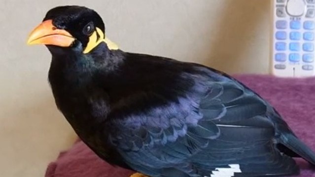 Cet oiseau semble avoir quelques notions de japonais. Il va vous laisser sans voix