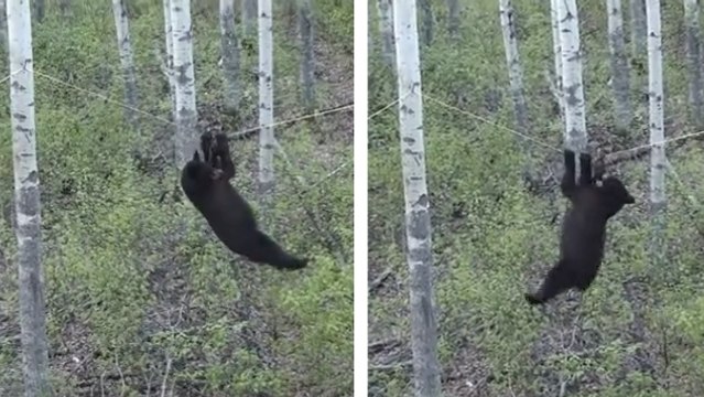 Cet ours est un véritable funambule. Son agilité est hallucinante
