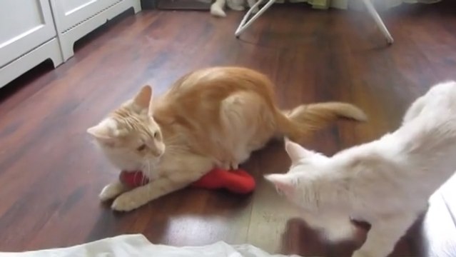 Ces chats jouent avec une chaussette. Vous allez craquer !