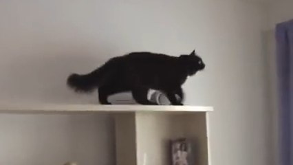 Ce chat est prêt à tout pour récupérer son jouet. Vous n'allez pas en revenir