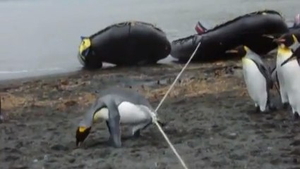 Ces manchots découvrent qu'une corde bloque leur chemin. Que vont-ils faire ?