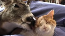 Ce jeune cerf est devenu le meilleur ami d'un chat. Découvrez leur incroyable amitié