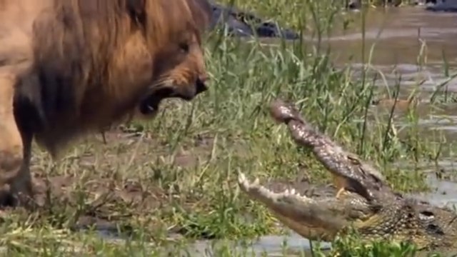 Ce lion et ce crocodile cherchent à s'intimider. Qui sera le plus courageux ?