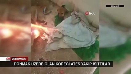 Donmak üzere olan köpeği ateş yakıp ısıttılar