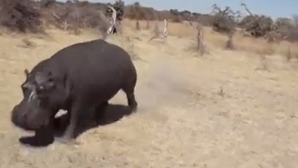 Ces touristes ont rencontré un hippopotame. Mais ils ne s'attendaient pas à la suite des évènements