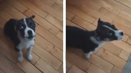 Ce chiot se prend déjà pour un vrai loup. Son hurlement va vous faire fondre