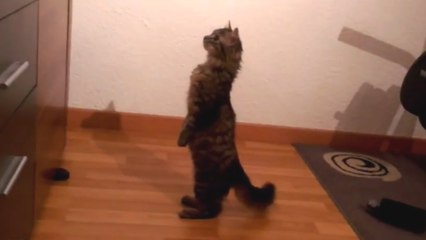 Ce chat copie tout sur les humains. Regardez plutôt