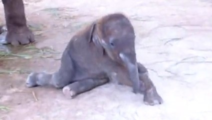 Ce bébé éléphant tente de faire ses premiers pas. Découvrez cet incroyable moment