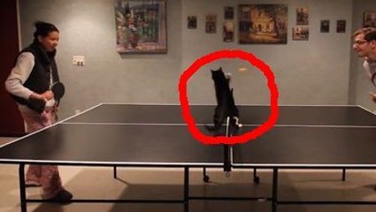 Ce chat vient de découvrir le ping-pong. Et il joue déjà comme un pro