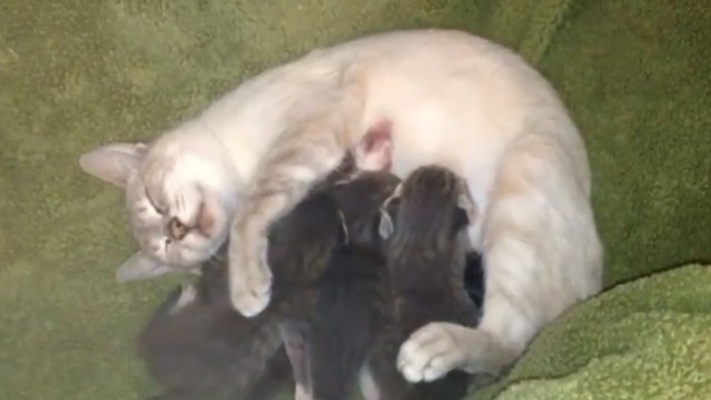 Une maman chat a adopté des chihuahuas abandonnés. Vous allez fondre