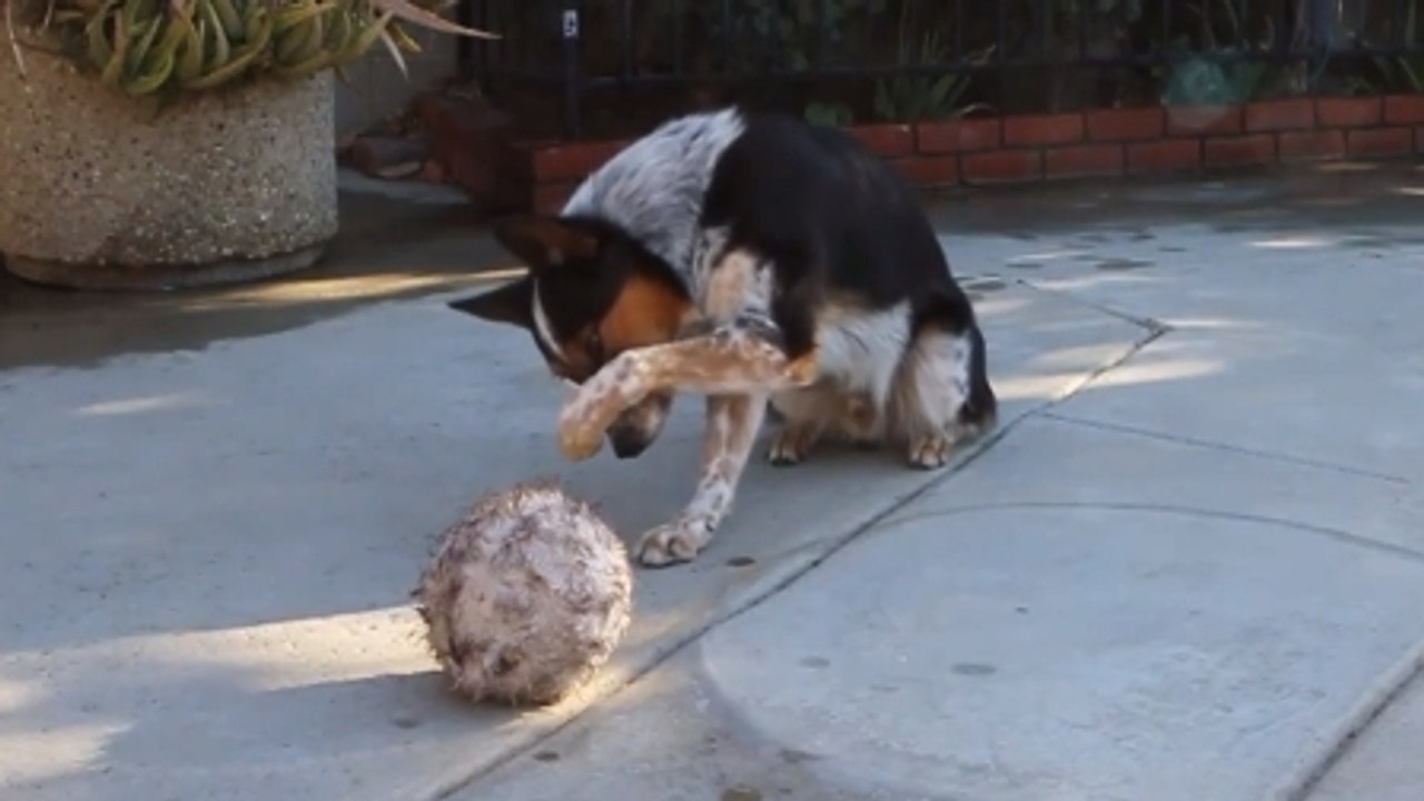 Ce chien obéit à son maître au doigt et à l’œil. Vous n'avez jamais vu ça