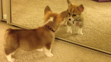 Ce chiot découvre son reflet pour la première fois. Sa réaction est attendrissante