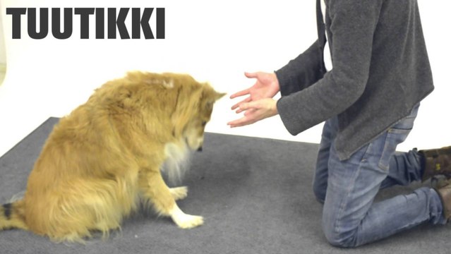 Ce magicien a piégé des chiens avec un tour très malin. Leurs réactions ne se font pas attendre