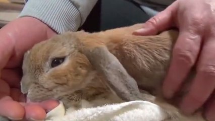 Ce lapin adore les câlins. Il en est vraiment accro