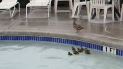 Ces canetons sont piégés dans une piscine. Comment vont-ils s'en sortir ?