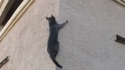 Après Spiderman, découvrez Spidercat, le chat qui grimpe au mur