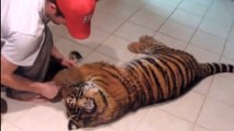 Cet homme et ce tigre sont les meilleurs amis du monde. Découvrez cette amitié émouvante