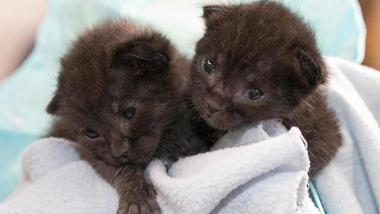 Ces chatons abandonnés sont de véritables miraculés. Découvrez leur incroyable histoire