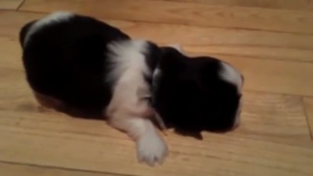 Apprendre à marcher est un moment important de la vie. Même pour les chiens