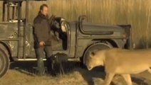 Cet homme croise un lion en pleine savane. Que va t-il se passer ?