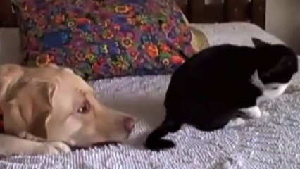 Ces chiens veulent faire la paix avec les chats. Mais ces derniers ne sont pas du même avis