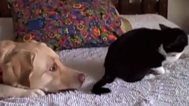 Ces chiens veulent faire la paix avec les chats. Mais ces derniers ne sont pas du même avis