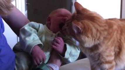 Ce chat fait la connaissance du bébé de ses maîtres. Et il l'aime déjà