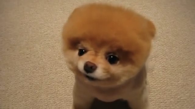 Ce chien est le plus mignon du monde. Il va vous faire fondre
