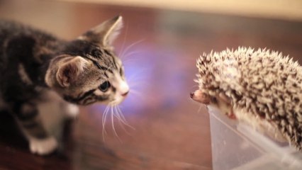 Découvrez l'étonnante rencontre entre un hérisson et un chaton