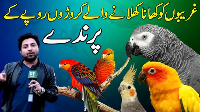 Ghareebo ko khana khilanay walay croro ropay ki parinday