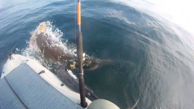 Ce kayakiste a fait une drôle en rencontre en pleine mer. Découvrez ce face à face insolite