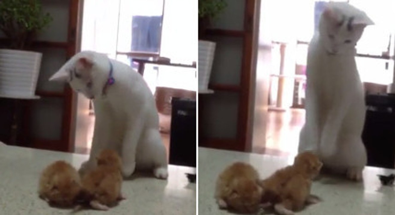 Ce chat essaie de jouer avec des chatons. Mais il ne veut surtout pas leur faire mal