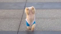 Ce chien sait marcher sur deux pattes seulement. Découvrez ce véritable acrobate