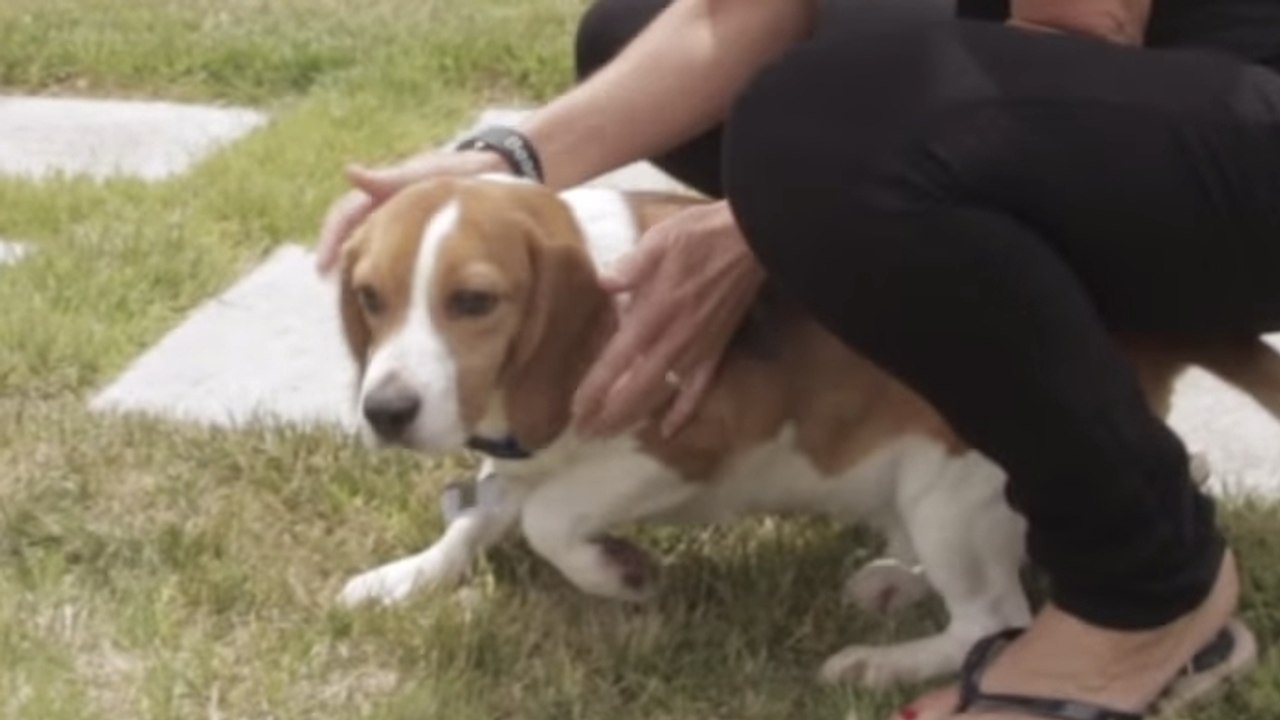 Ces anciens chiens de laboratoire découvrent la liberté. Leur réaction va vous bouleverser