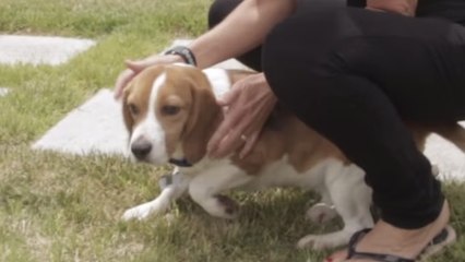 Ces anciens chiens de laboratoire découvrent la liberté. Leur réaction va vous bouleverser