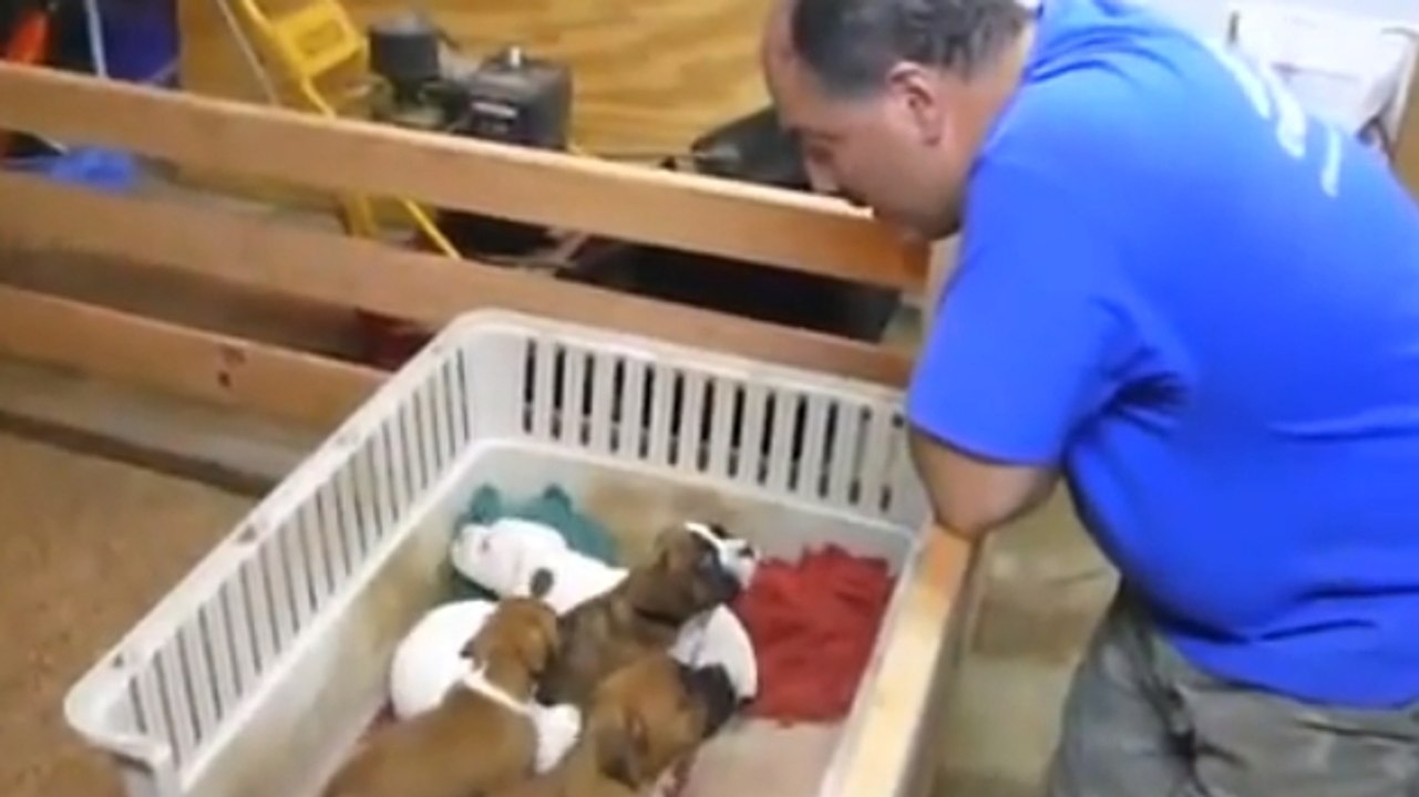 Ces chiots n'avaient pas envie de dormir. Mais...