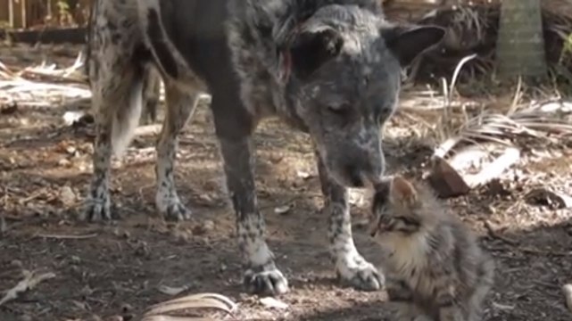 Ce chien a décidé de s'occuper de ce chaton handicapé. Leur amitié est incroyable