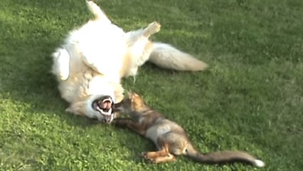 Ce renard et ce chien viennent de se rencontrer. Et leur complicité ne fait déjà aucun doute