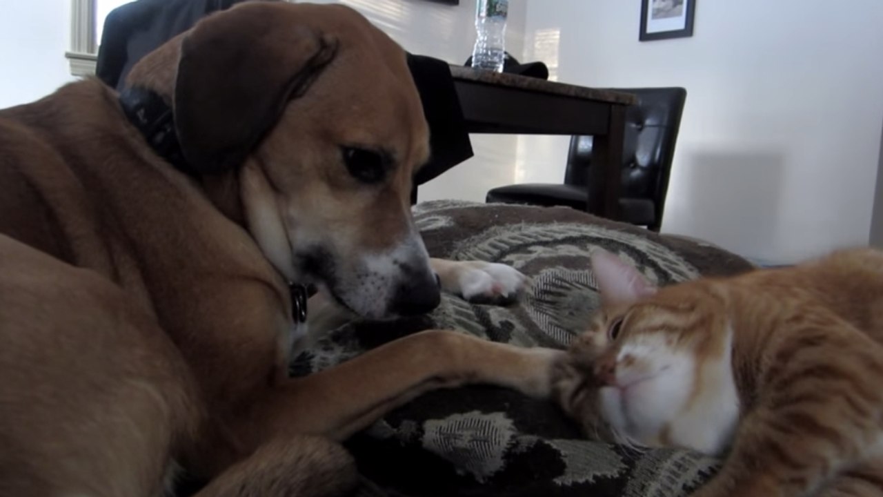Ce chat adore se faire caresser par ce chien. Il va vous attendrir