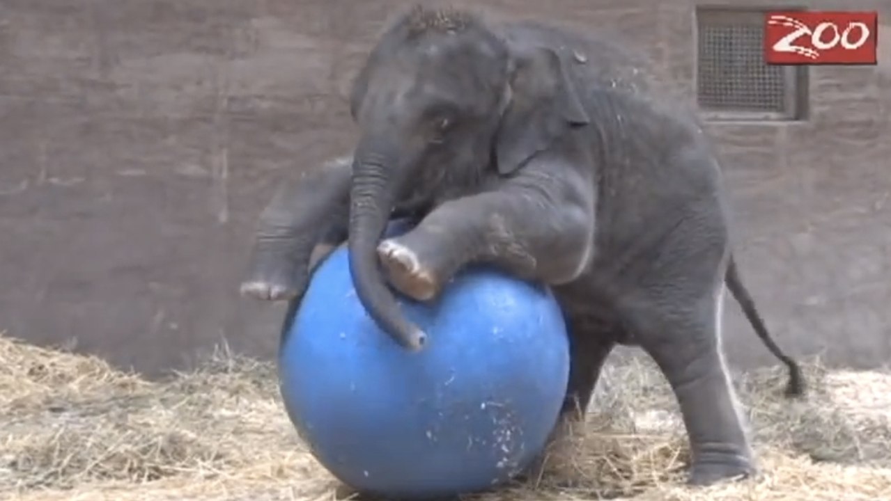 Ce bébé éléphant s'amuse comme un fou avec son...