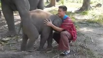 Cet éléphant adore faire des câlins. Il va vous faire fondre