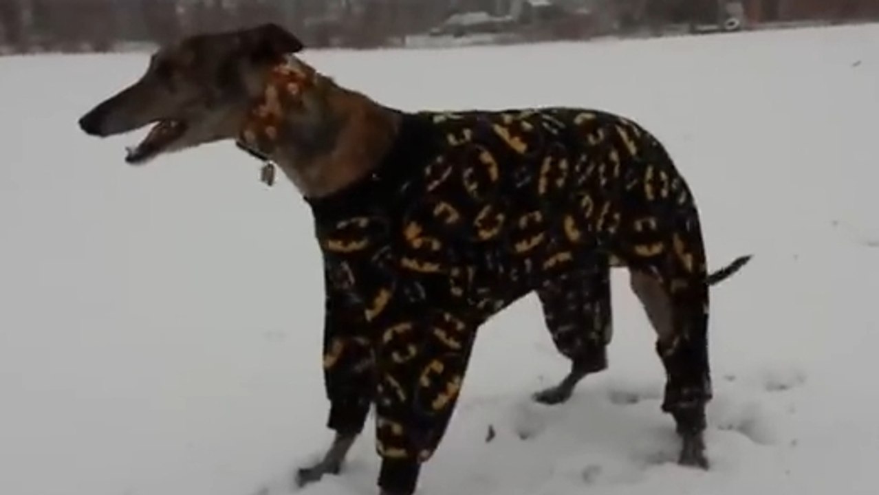 Ce chien s'amuse comme un fou dans la neige. Il sait comment ne pas avoir froid