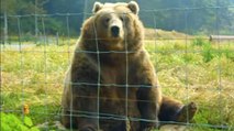 Cet ours a une drôle de réaction quand il voit une caméra. Vous ne devinerez jamais laquelle