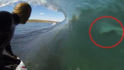 Cet homme faisait du surf. Mais il a fait une drôle de rencontre