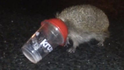 Ce hérisson a été un peu trop gourmand. Comment va t-il se sortir de là ?