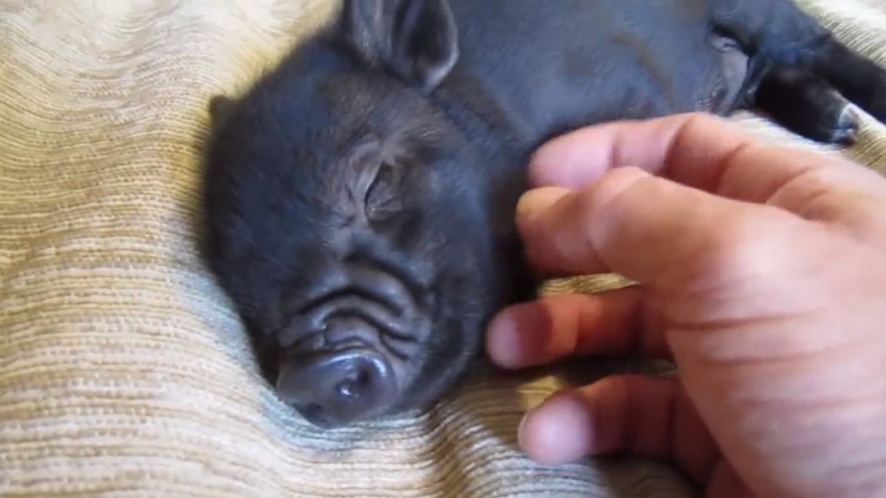 Ce petit cochon adore les câlins. Découvrez sa réaction quand son maître le caresse