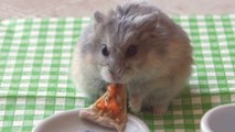 Cet hamster est un fin gourmet. Il a eu droit à un repas de chef