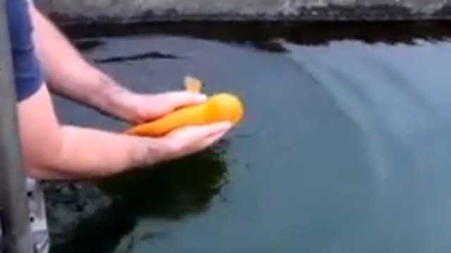 Cet homme joue avec un animal un peu particulier. Vous allez avoir du mal à y croire