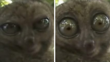 Ce lémurien vient de voir quelque chose d'étonnant. Cela va le mettre dans un état incroyable